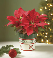 Poinsettia