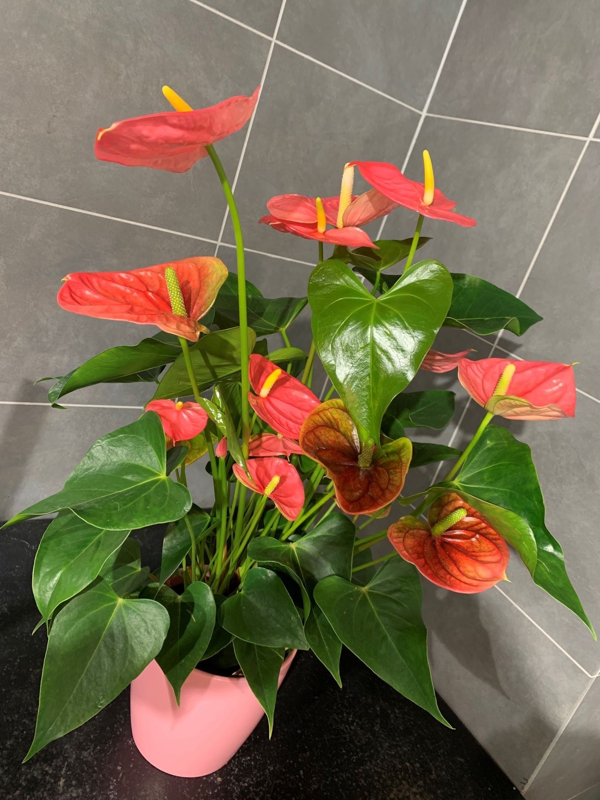 Anthurium avec pot 35€