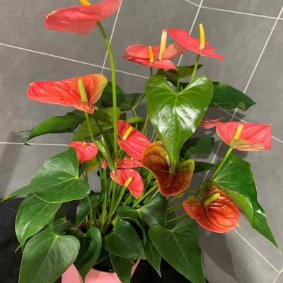 Anthurium avec pot 35€