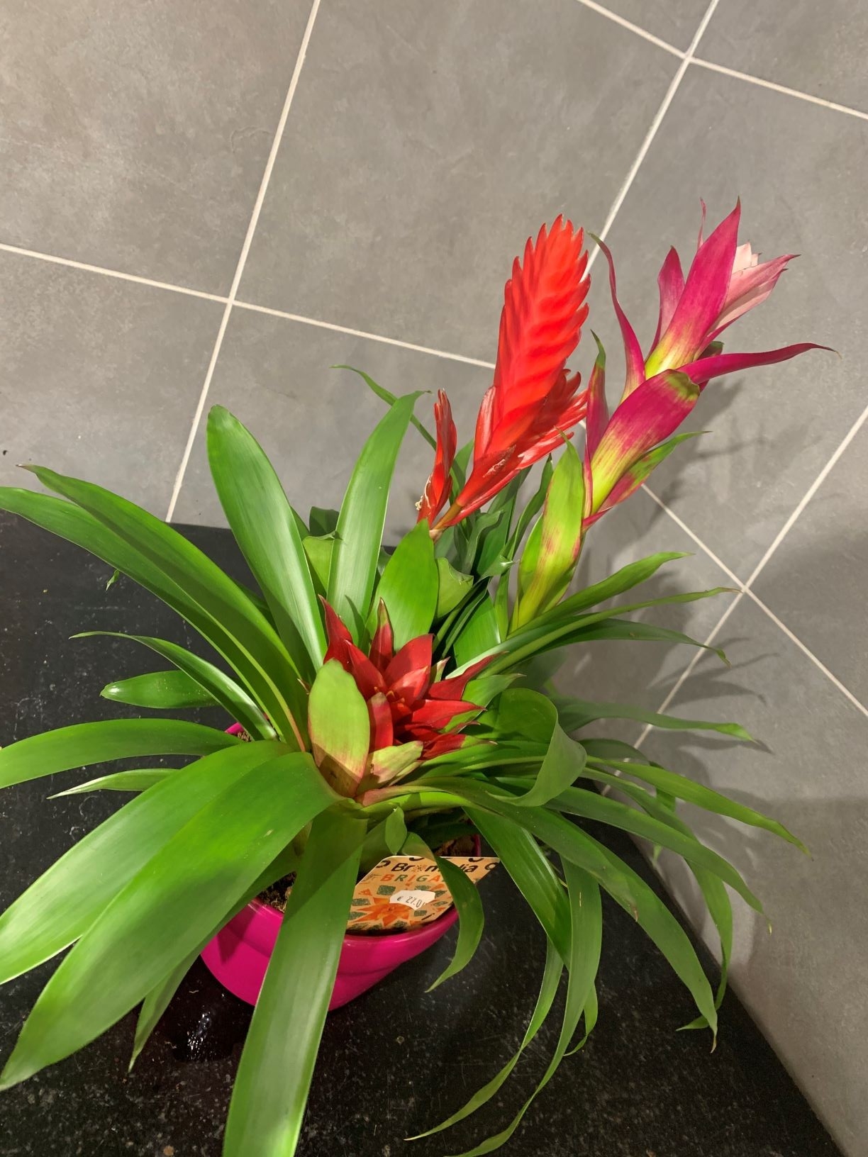 Bromelia 39€