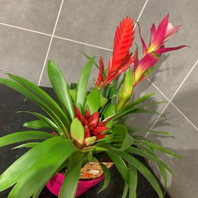 Bromelia 39€