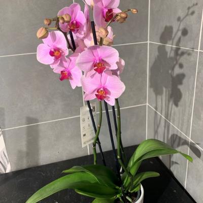 Phalaenopsis+pot 33€