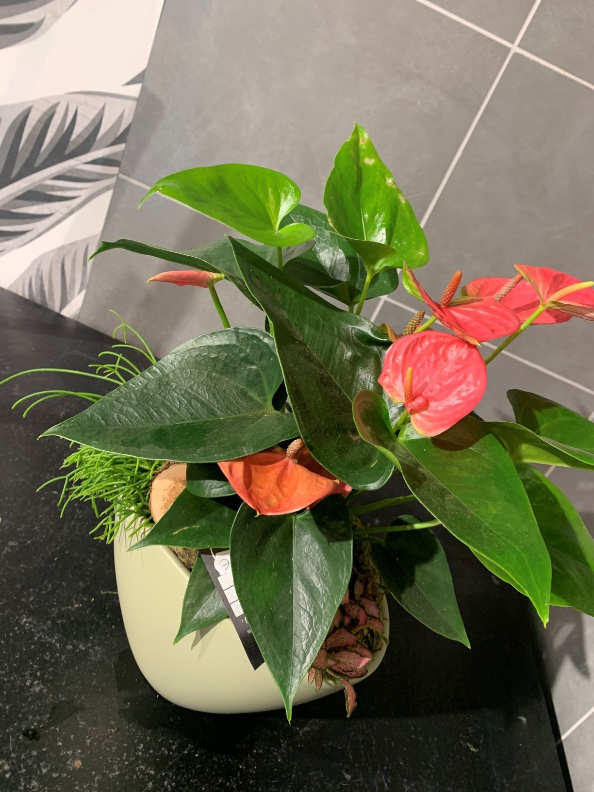 Compo Anthurium+plantes 44€