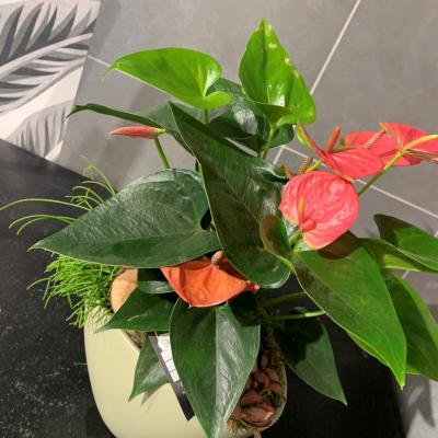 Compo Anthurium+plantes 44€