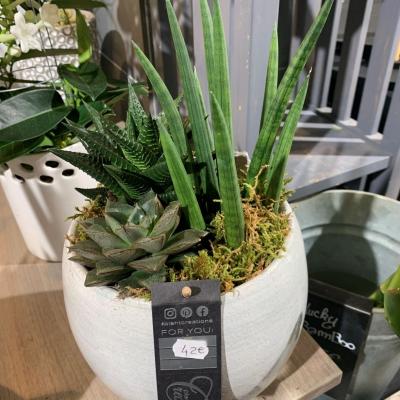 Compo Plantes grasses 42€