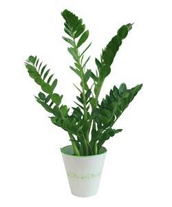 Zamioculcas 36€