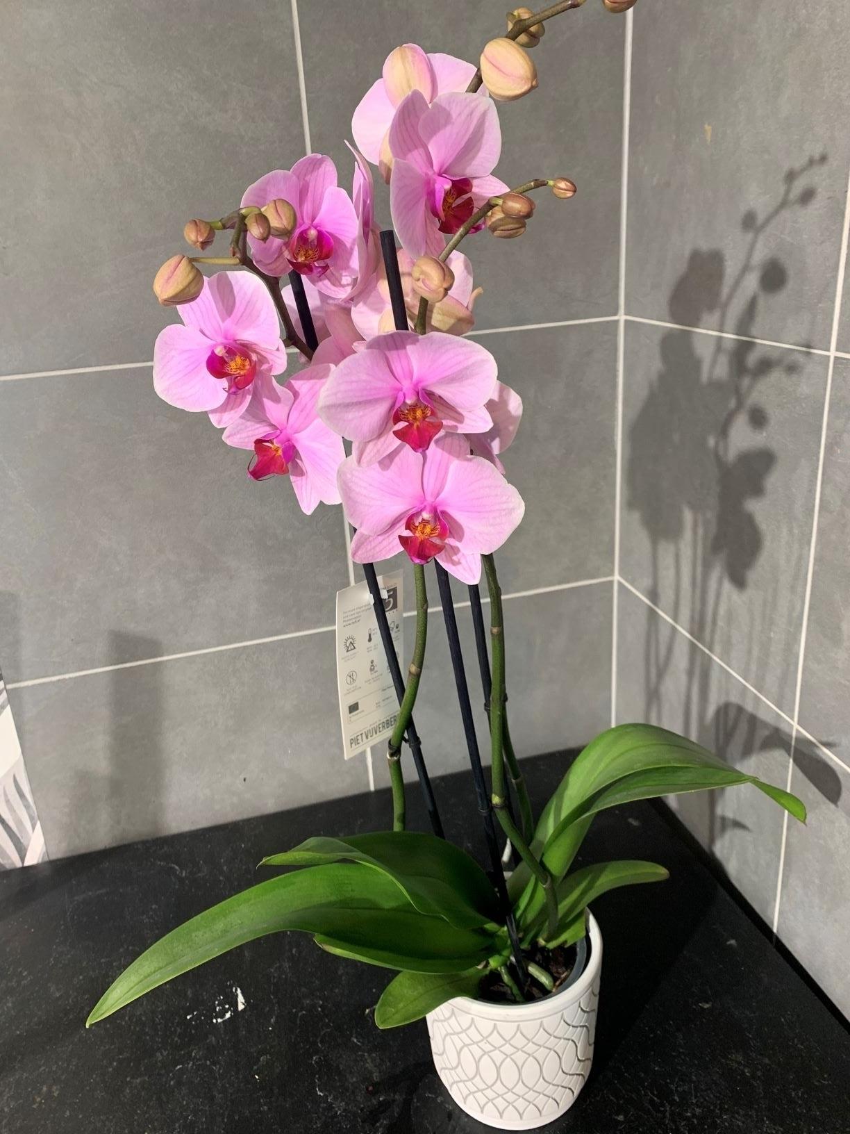 ORCHIDEE ROSE,VIOLETTE OU BLANCHE AVEC CACHE POT